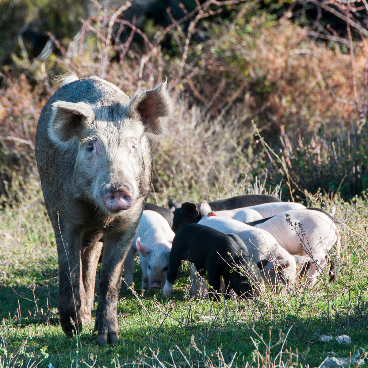Le cochon corse, u porcu nustrale : une tradition en liberté